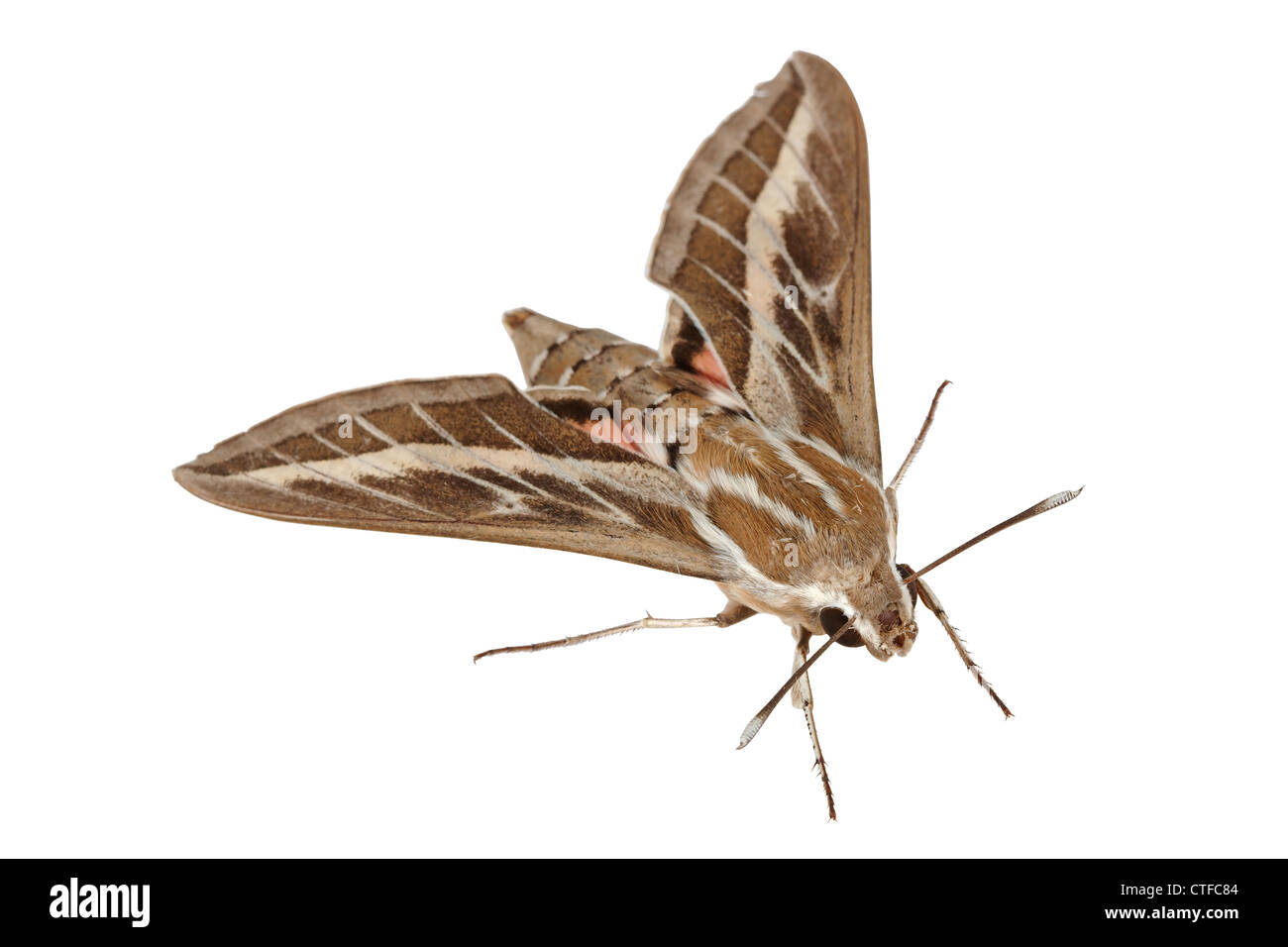 Le gaillet Hawk-Moth ou Sphinx de gallium (Lat. Hyles gallii), isolé sur fond blanc Banque D'Images