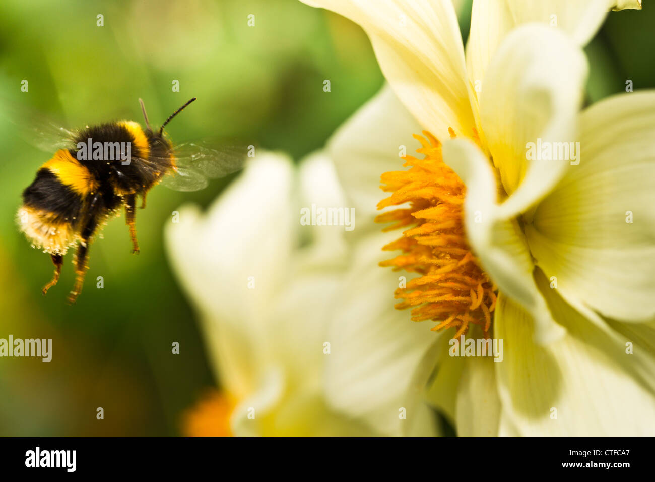 Vol d'abeilles à proximité d'une grande fleur Banque D'Images