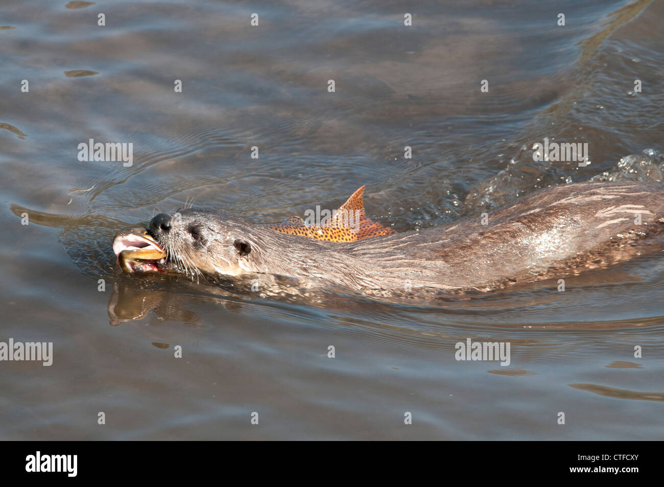 Stock photo d'une loutre de rivière nord-américain de natation avec une truite. Banque D'Images