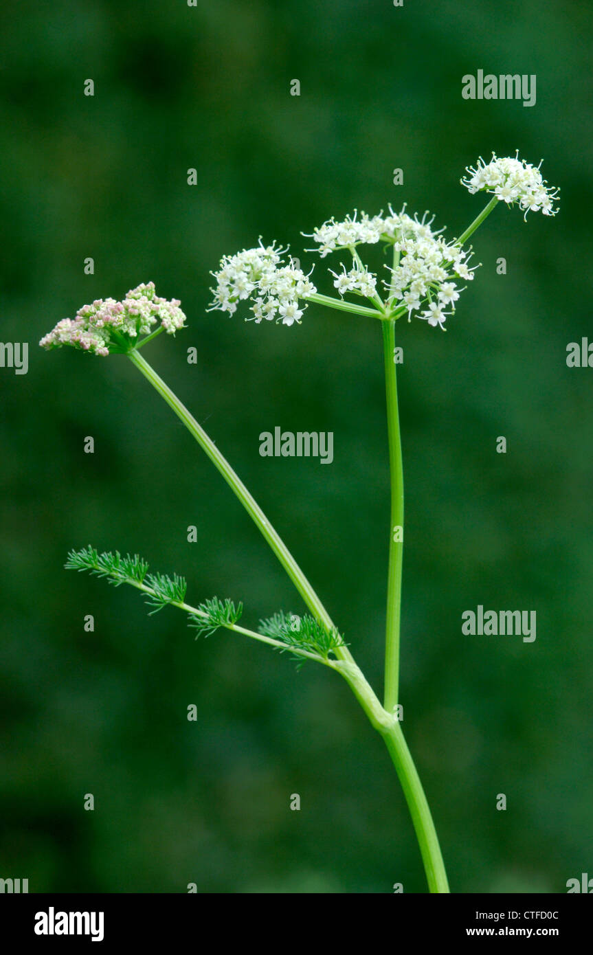 SPIGNEL Meum athamanticum (Apiaceae) Banque D'Images