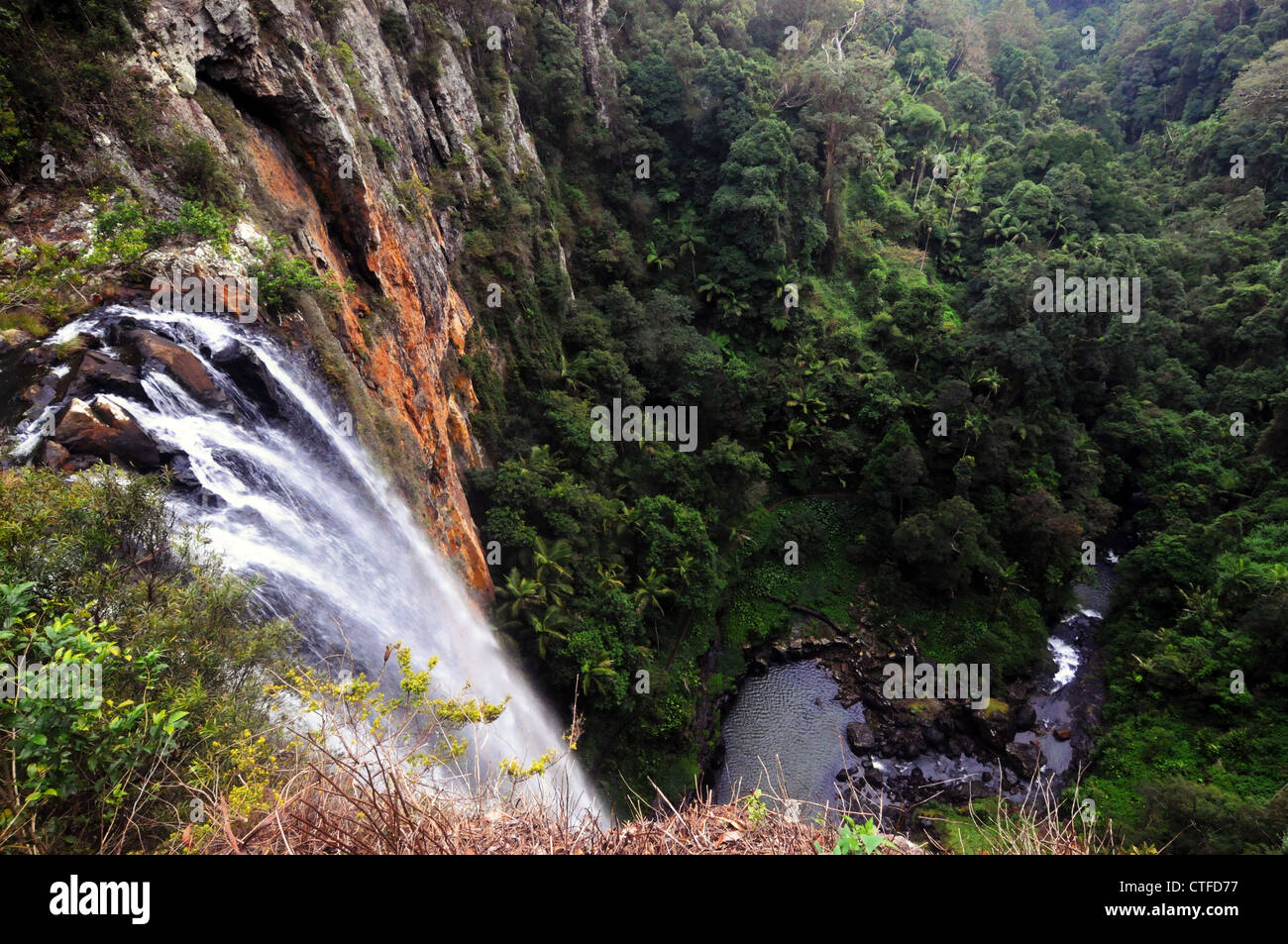 Purling Brook Falls, parc national de Springbrook, Gondwana Zone du patrimoine mondial, Queensland, Australie Banque D'Images