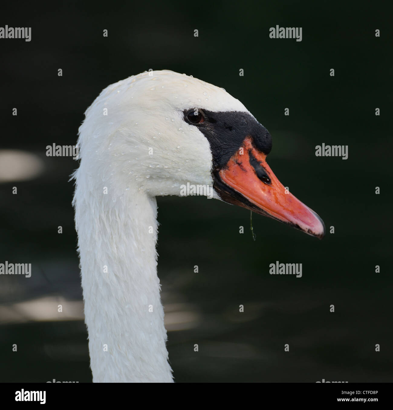 White Swan Portrait , Close Up Banque D'Images