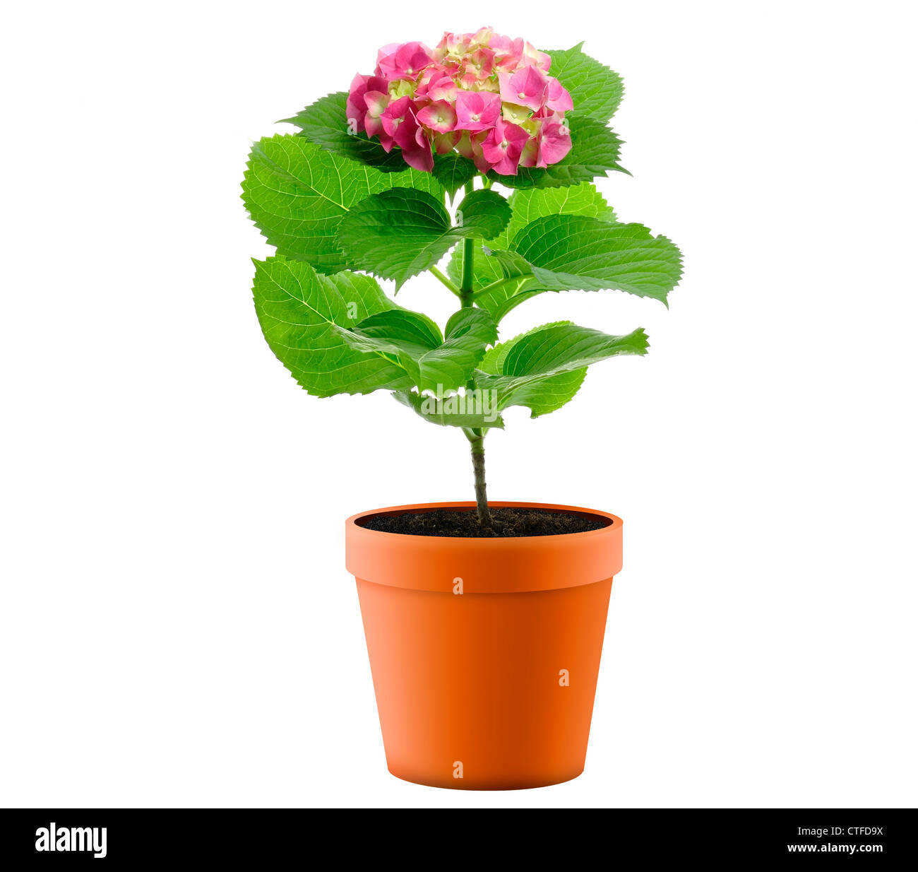 Hortensia violet fleur dans un pot de fleurs sur fond blanc Banque D'Images