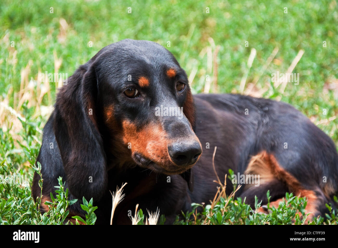 Close up portrait of a Black and brown deux ans vieux chien teckel dans le jardin s'étendant dans l'herbe Banque D'Images