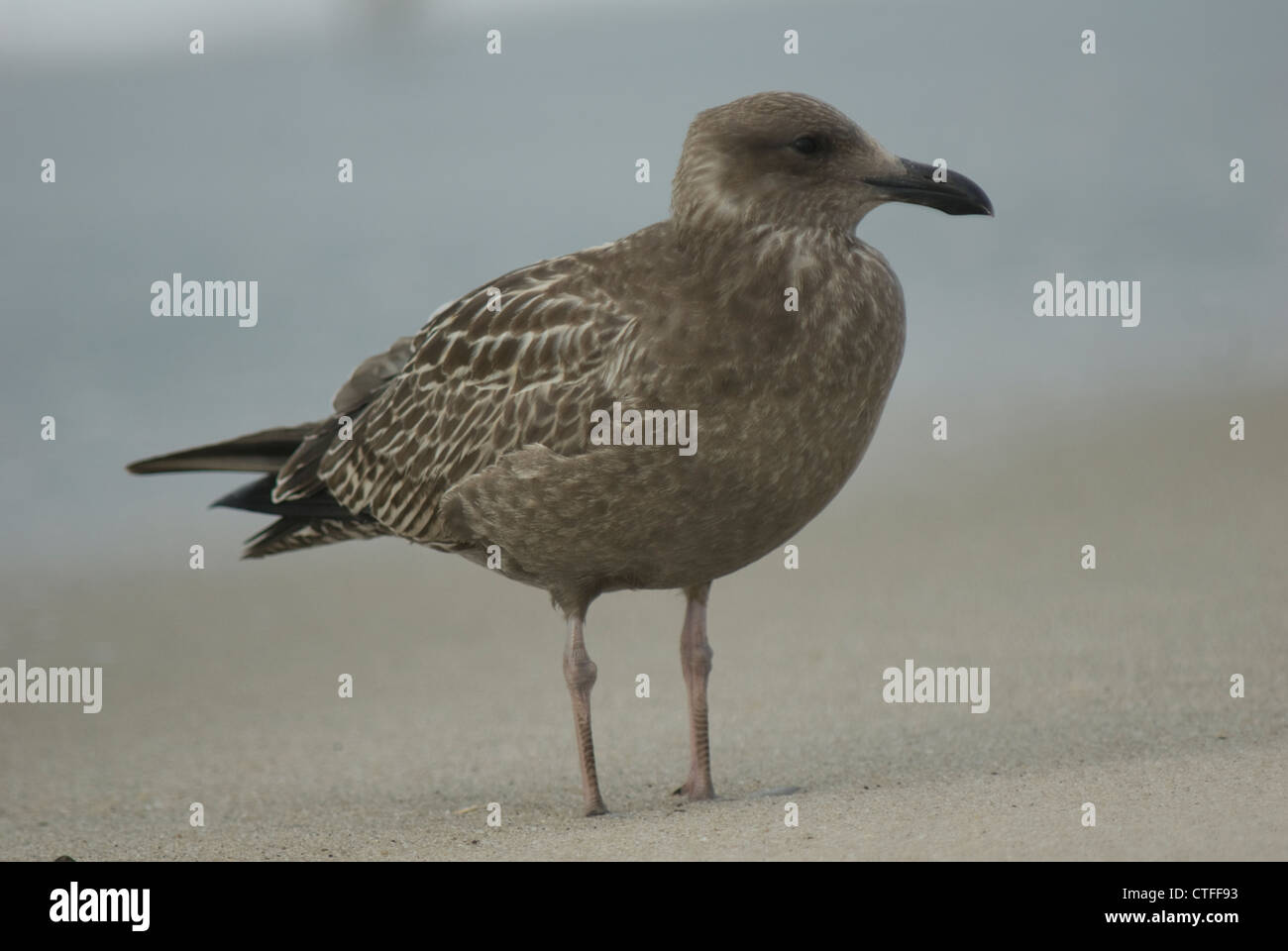 La American Herring Gull (Larus smithsonianus) sur la plage de Cape May Banque D'Images