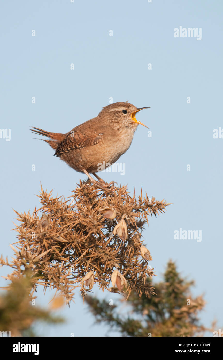 Un wren perché sur un buisson d'ajoncs chante bruyamment en faisant face au soleil du matin. La RSPB dormeur, Kent, UK Banque D'Images
