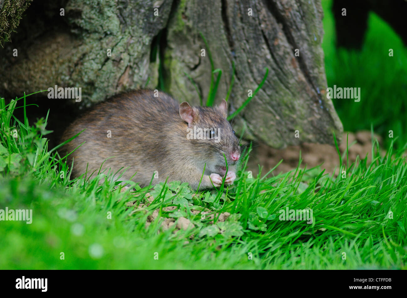 rat brun Banque D'Images