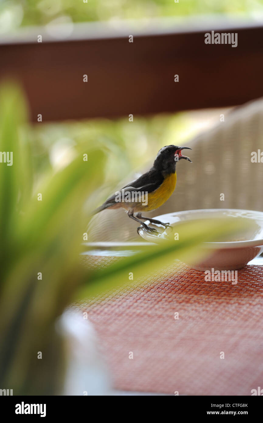 Sucrier à ventre jaune (Coereba flaveola) est une espèce de passereau - sur l'île de Nevis dans les Antilles Banque D'Images