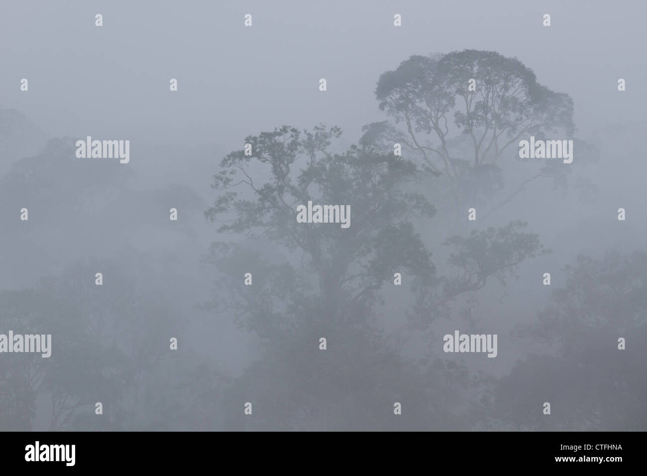 Morning Mist dans la Danum Valley Borneo Sabah en Malaisie. Banque D'Images