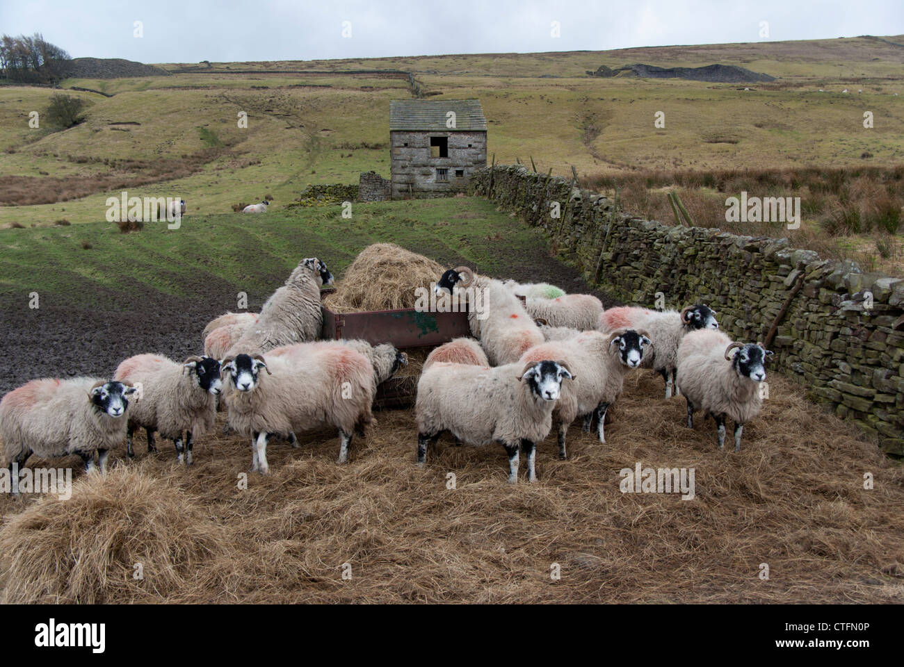 L'alimentation des moutons dans un champ près de Wensleydale Yorkshire Angleterre Banque D'Images