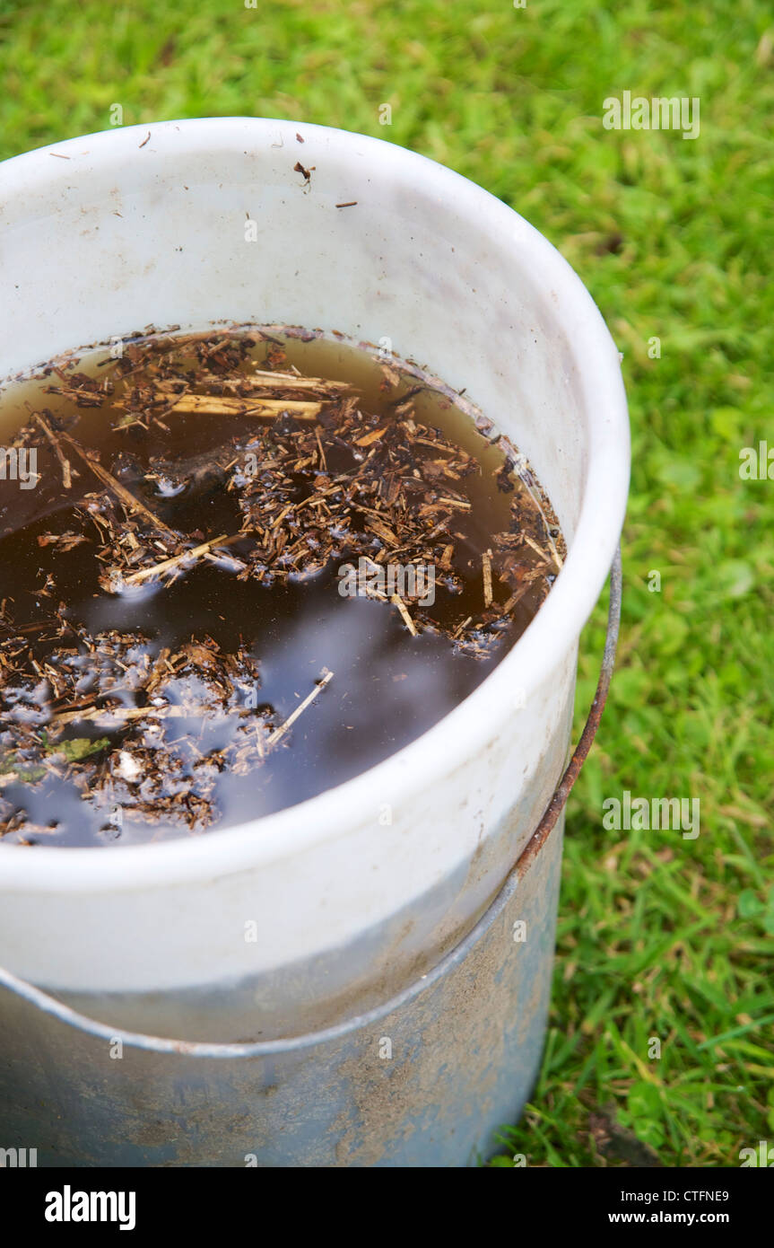 Faire du compost de thé de compost en mélangeant avec de l'eau et le laisser reposer pendant au moins 24 heures. Banque D'Images