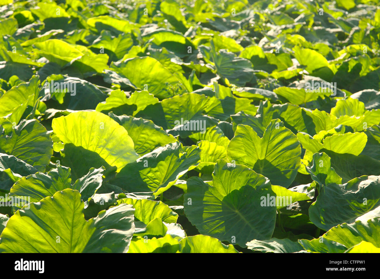 Le taro (Colocasia esculenta) plantation dans le village de Furnas. L'île de São Miguel, Açores, Portugal. Banque D'Images