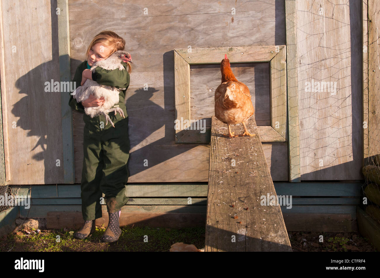 Jeune fille à l'alimentation des poulets d'une hutte de poulet sur un bloc lifstyle, juste à côté de Raglan, Nouvelle-Zélande Banque D'Images