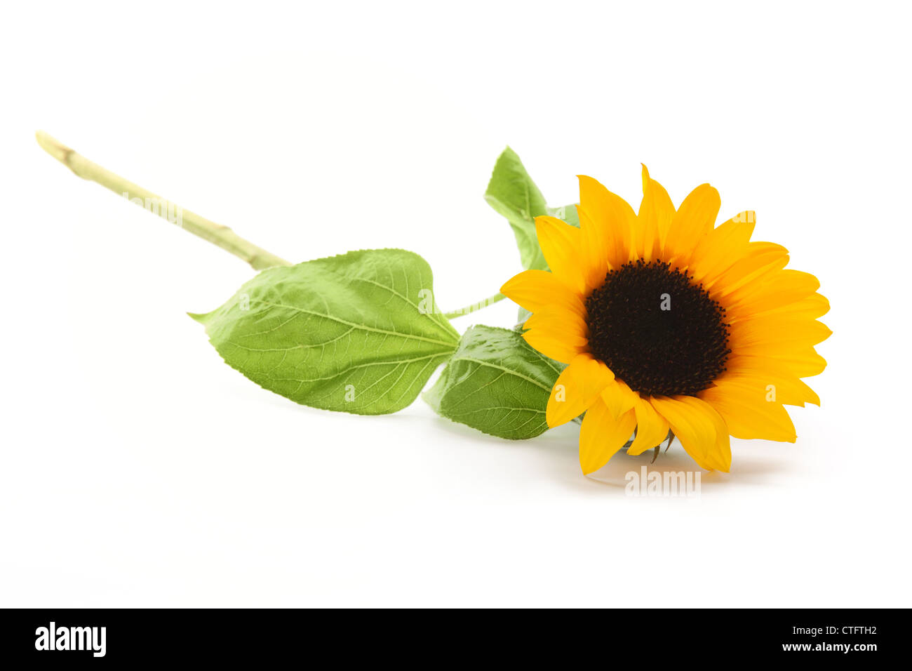 Le tournesol isolé sur fond blanc. Banque D'Images