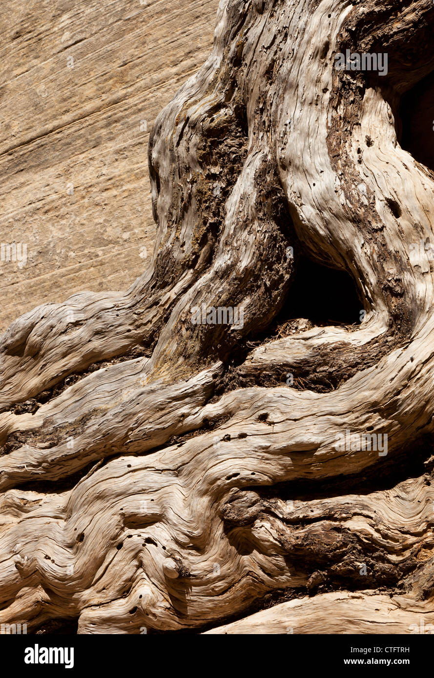 Un vieil arbre noueux par une paroi du canyon à lécher la piste de lavage dans le sud de l'Utah USA Banque D'Images