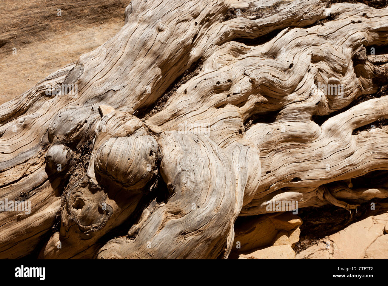 Un vieil arbre noueux par une paroi du canyon à lécher la piste de lavage dans le sud de l'Utah USA Banque D'Images