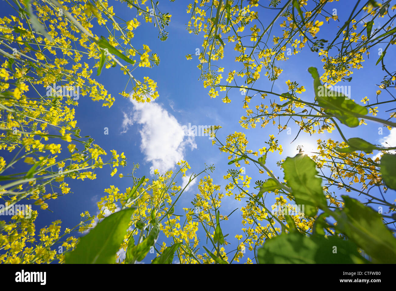 Le ciel bleu encadré par la floraison du colza jaune Banque D'Images