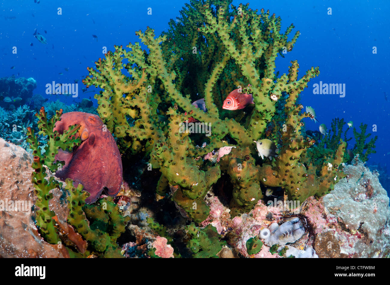Coral reef scène, le parc national de Komodo, Indonésie Banque D'Images
