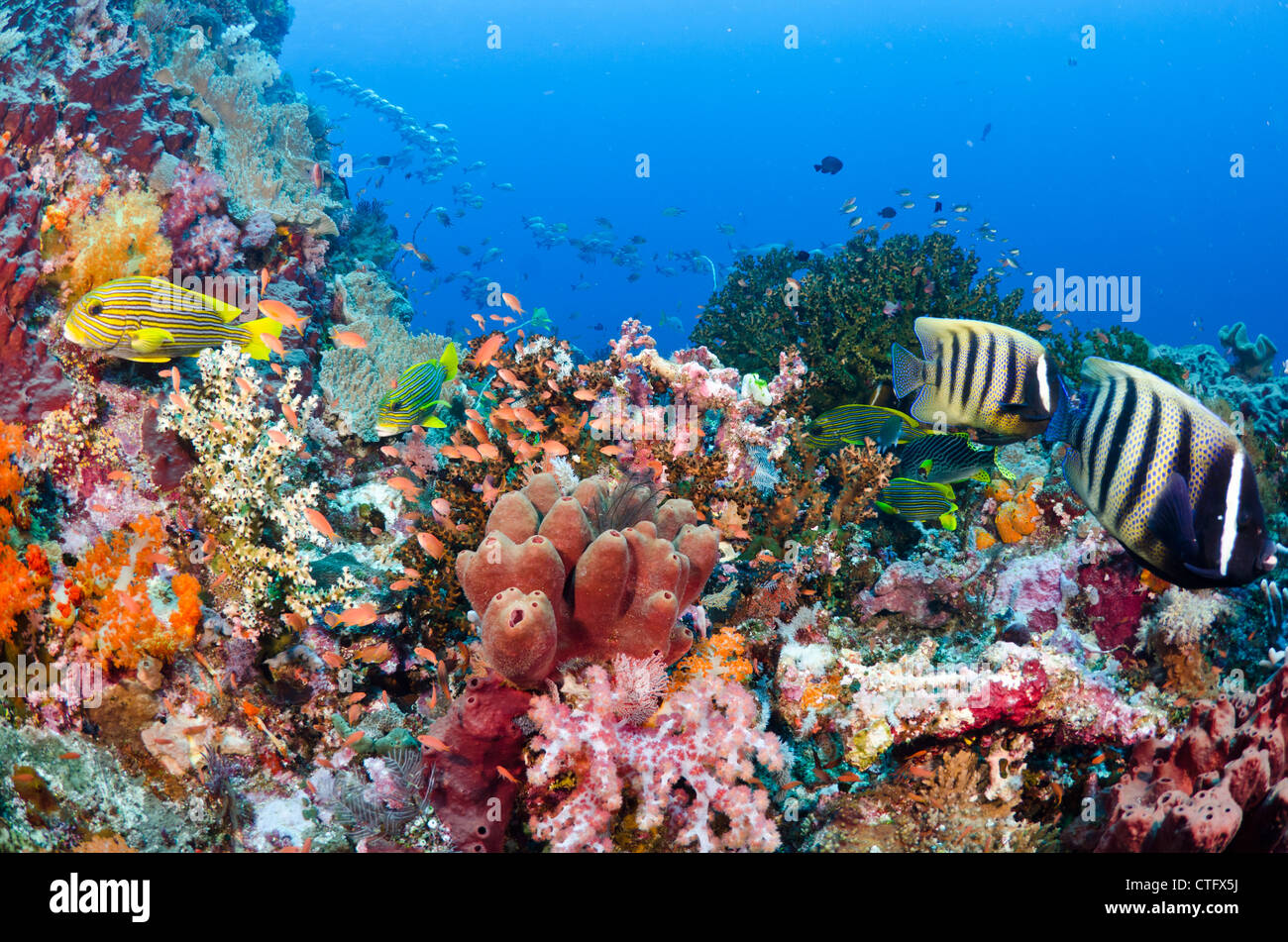 Coral reef scène, le parc national de Komodo, Indonésie Banque D'Images
