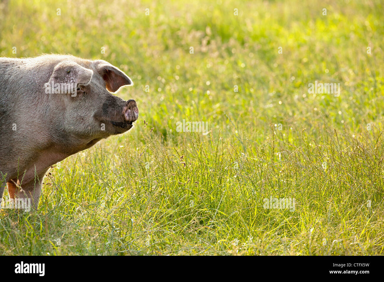 Les Pays-Bas, Kortenhoef, cochons. Énoncé des travaux. Banque D'Images