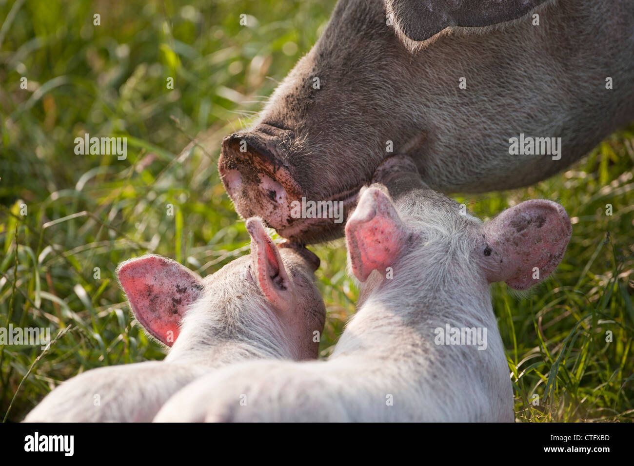 Les Pays-Bas, Kortenhoef, cochons. Énoncé des travaux et les porcelets. Banque D'Images