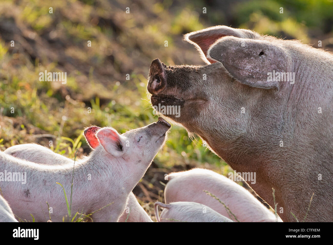 Les Pays-Bas, Kortenhoef, cochons. Énoncé des travaux et les porcelets. Banque D'Images