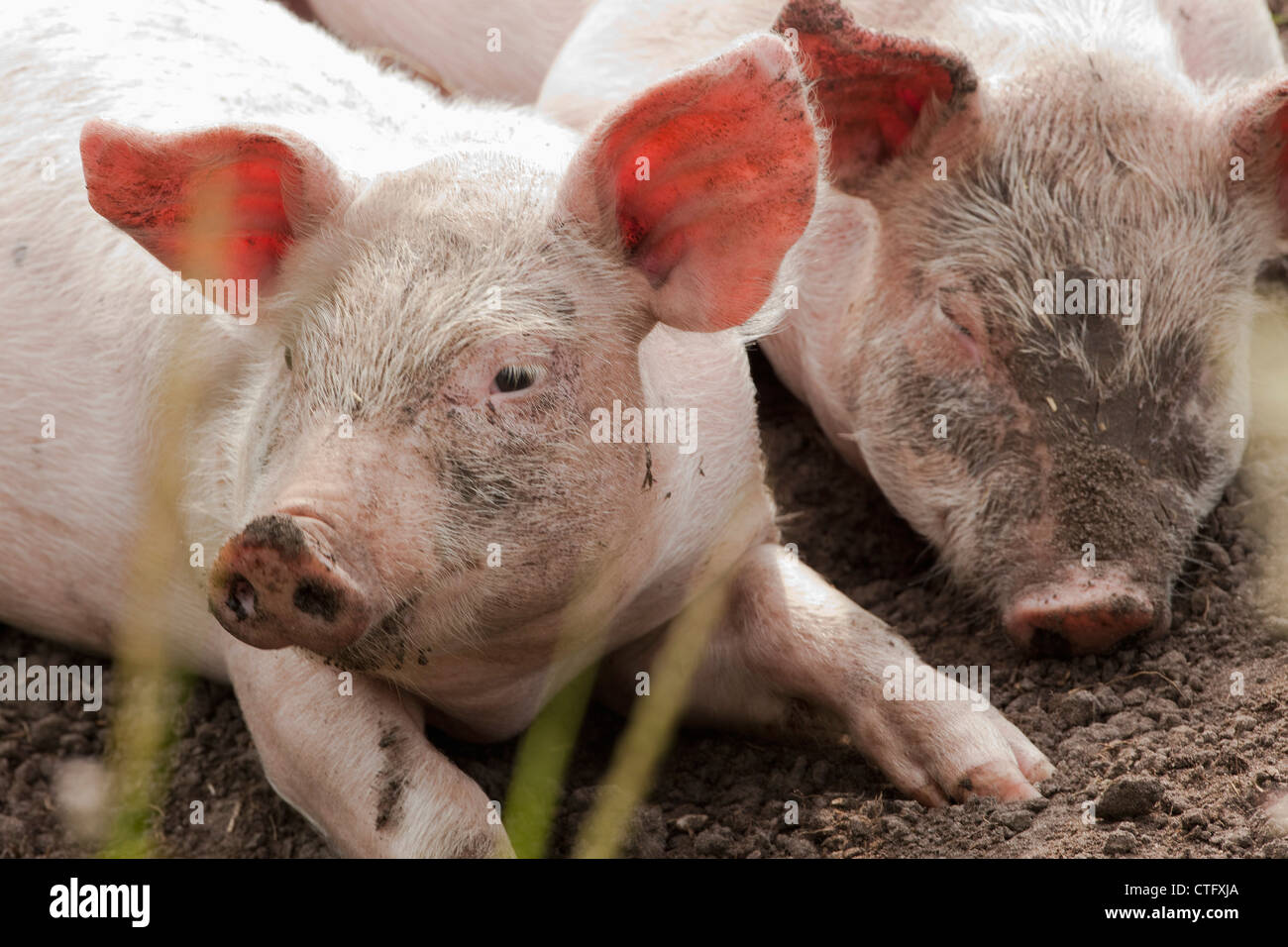 Les Pays-Bas, Kortenhoef, porcelets. Banque D'Images