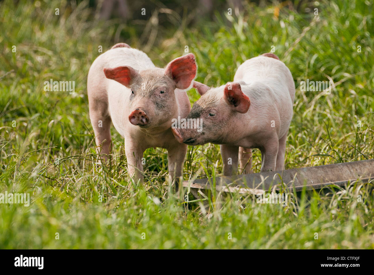 Les Pays-Bas, Kortenhoef, porcelets. Banque D'Images