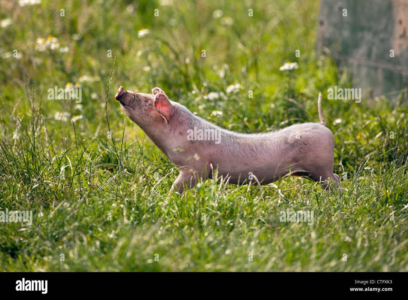 Les Pays-Bas, Kortenhoef, Piglet Banque D'Images