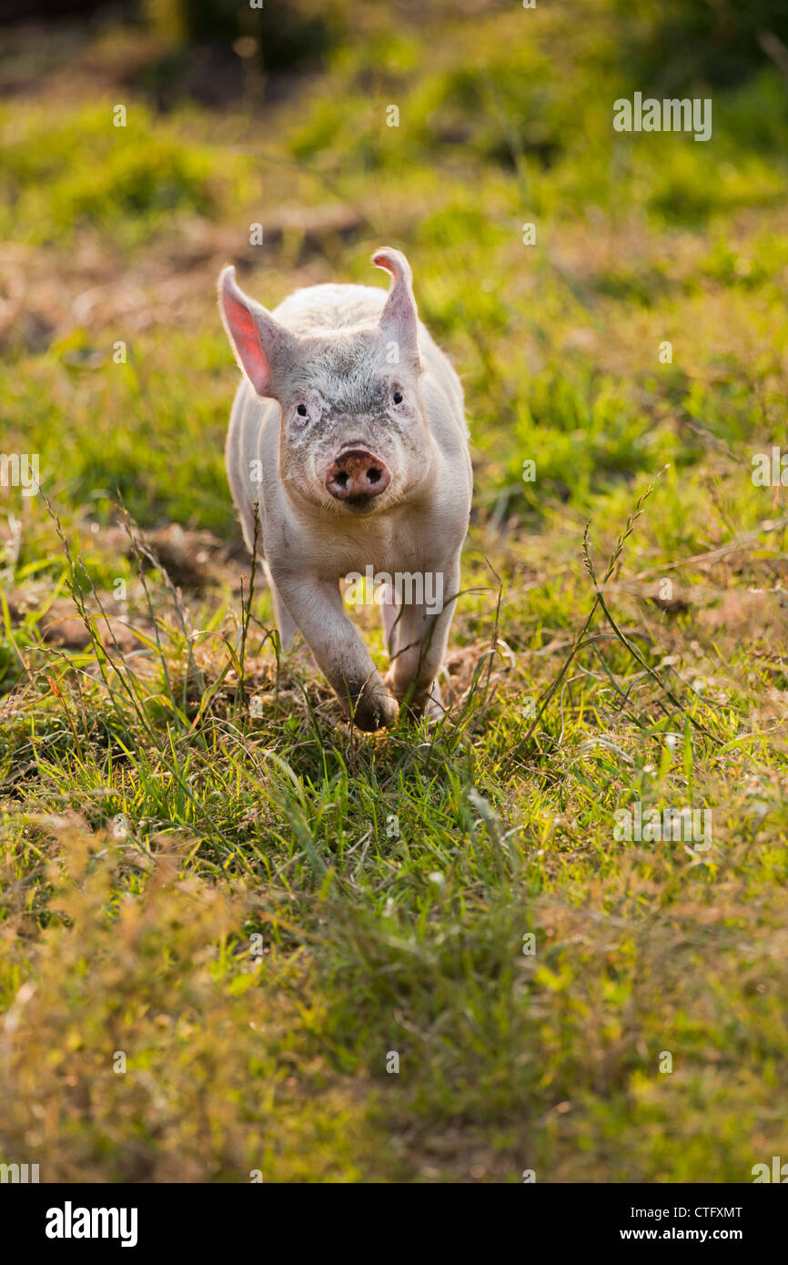 Les Pays-Bas, Kortenhoef, cochons. Les porcelets. Banque D'Images