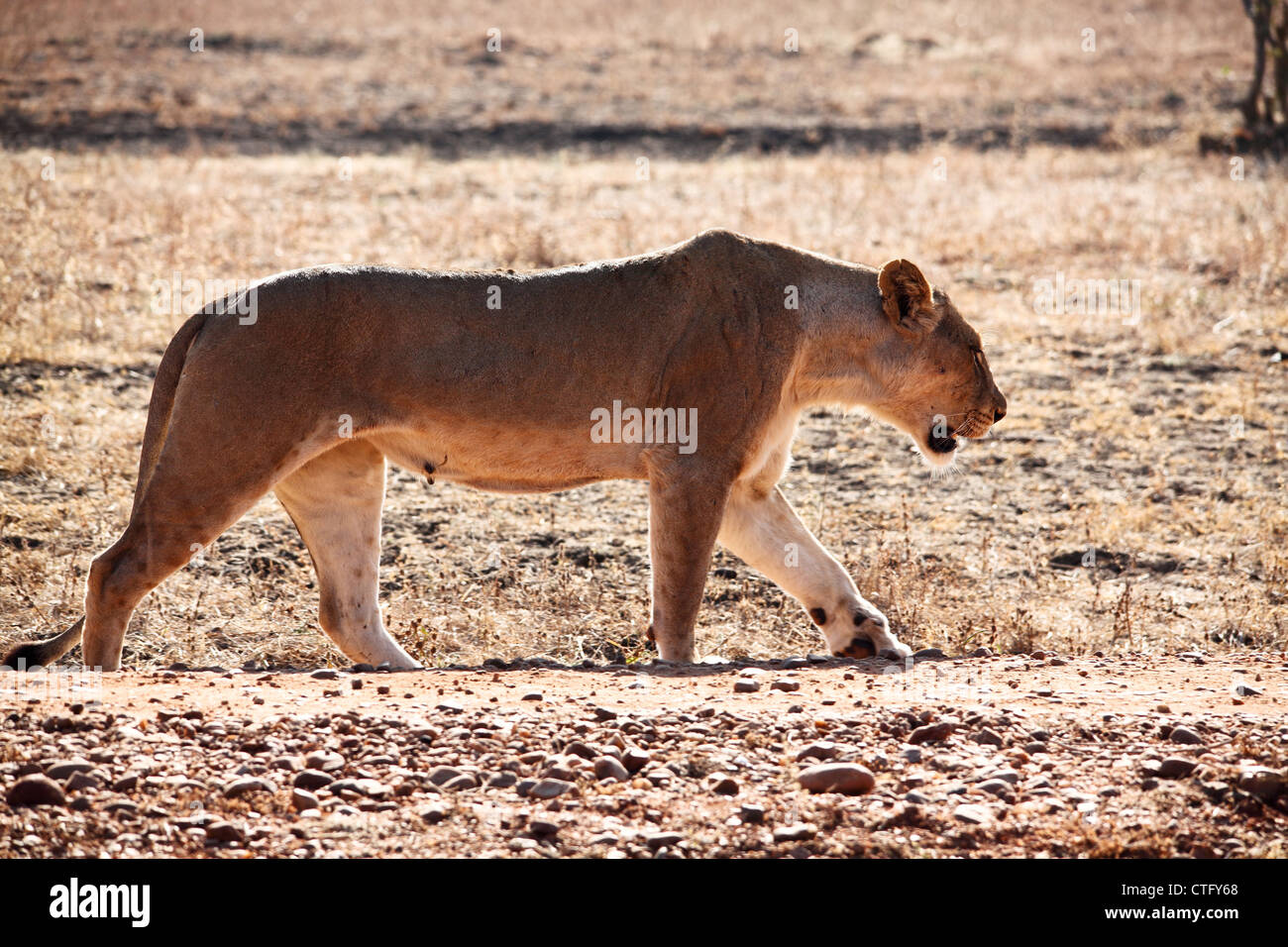 Lionne dans luangwa national park en Zambie Banque D'Images