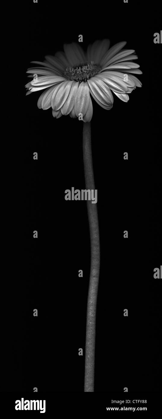 'Gerbera Gerbera, Germini Davidson' Banque D'Images