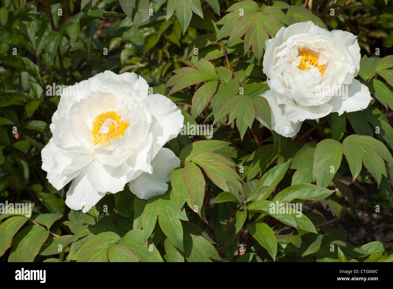 Arbre en fleurs, pivoine Paeonia x suffruticosa, Hakuojishi, Vivaces, jardin botanique, Düsseldorf, Banque D'Images