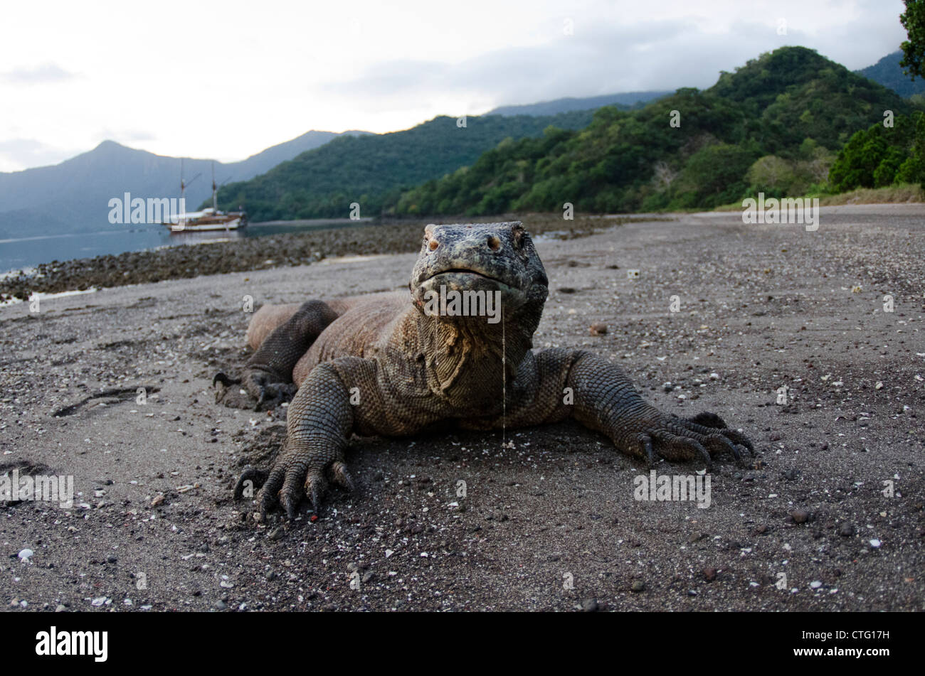 Dragon de Komodo, Rinca Island, le parc national de Komodo, Indonésie Banque D'Images