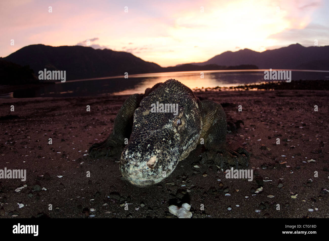 Dragon de Komodo, Rinca Island, le parc national de Komodo, Indonésie Banque D'Images