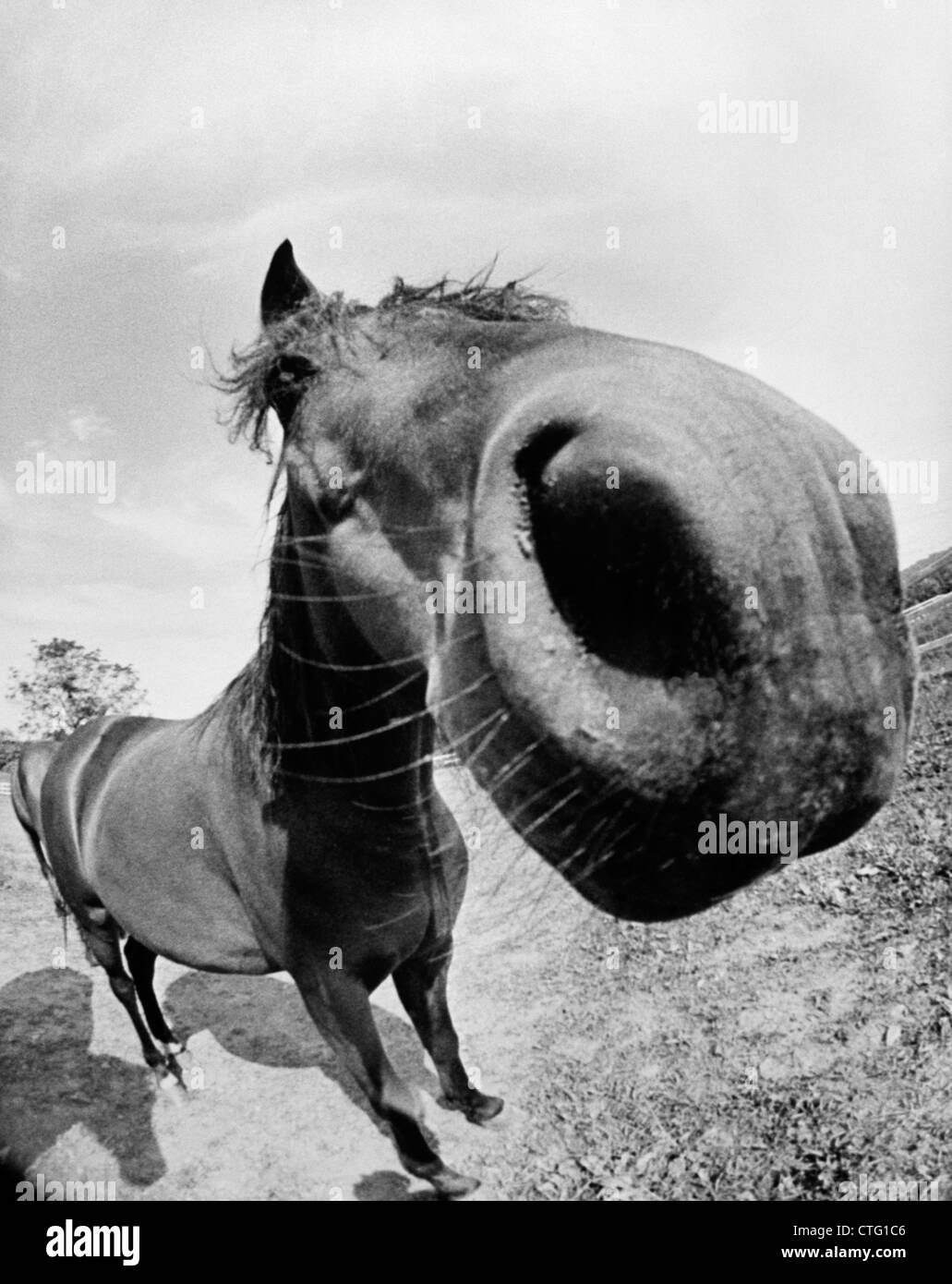 Années 1970, Extreme close-up of Horse tourné avec lentille de l'ŒIL DE POISSON EN PLEIN AIR déformé Banque D'Images