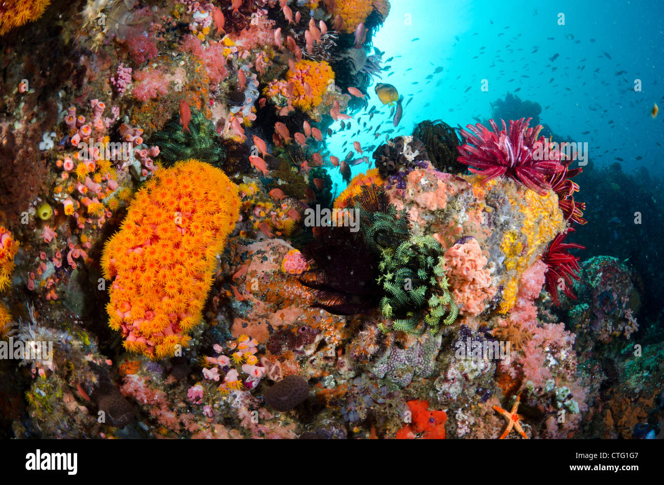 Coral reef scène, le parc national de Komodo, Indonésie Banque D'Images