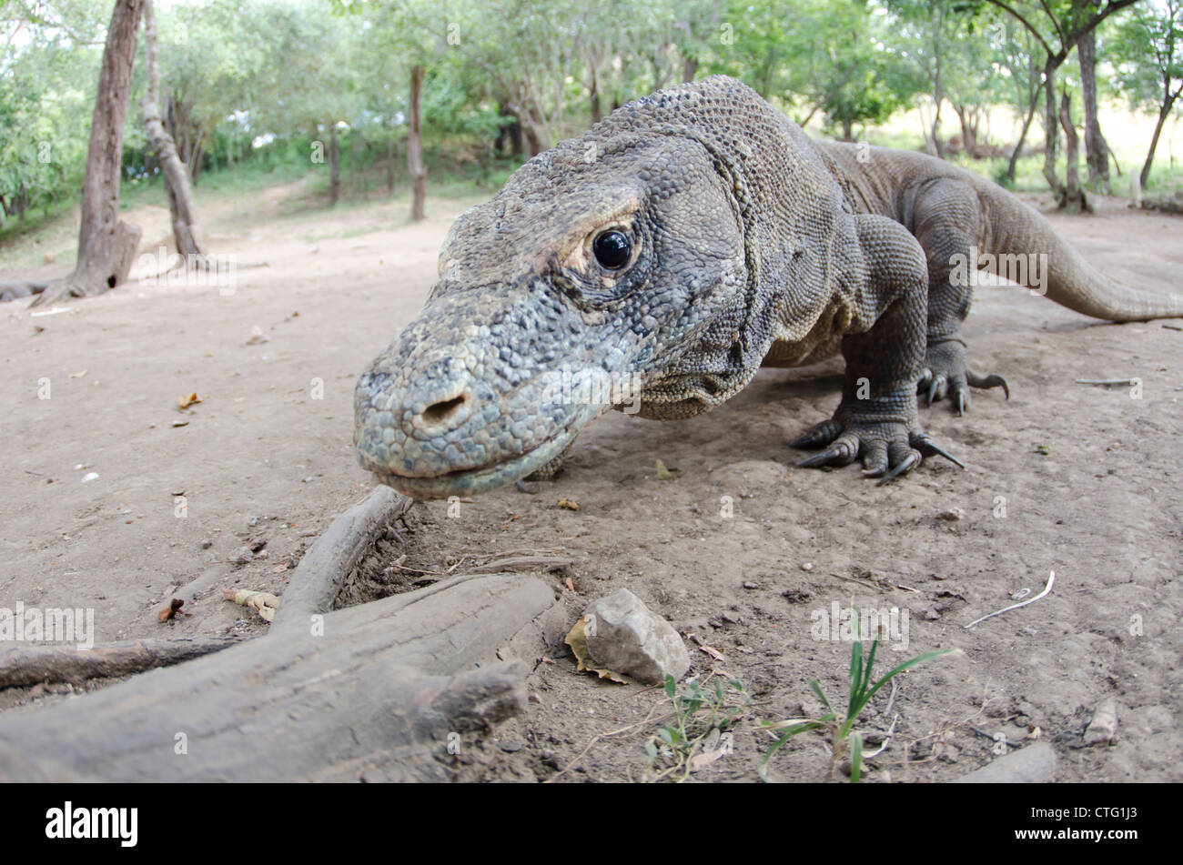 Dragon de Komodo, Rinca Island, le parc national de Komodo, Indonésie Banque D'Images