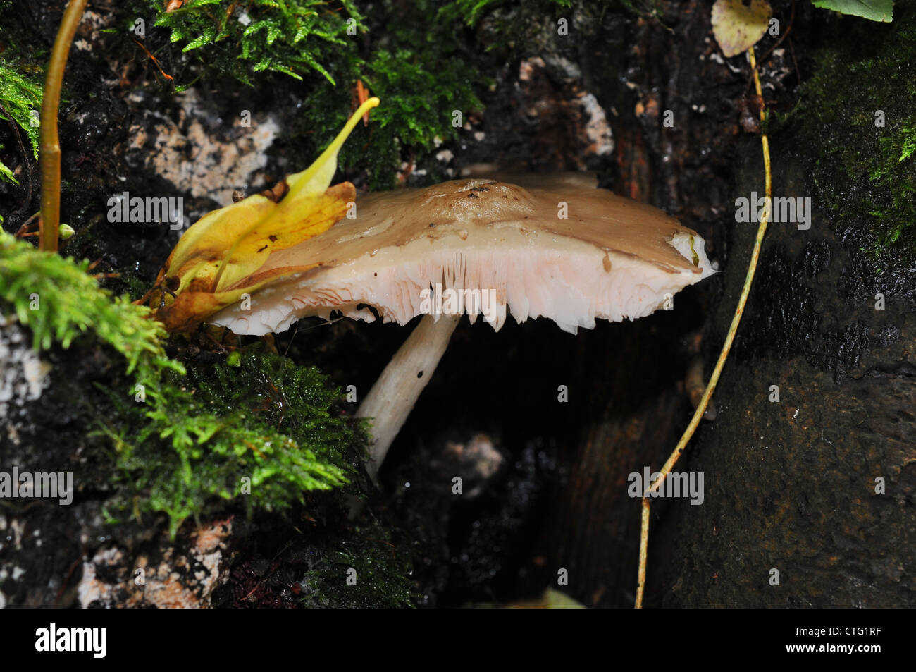 Close up d'un champignon Banque D'Images