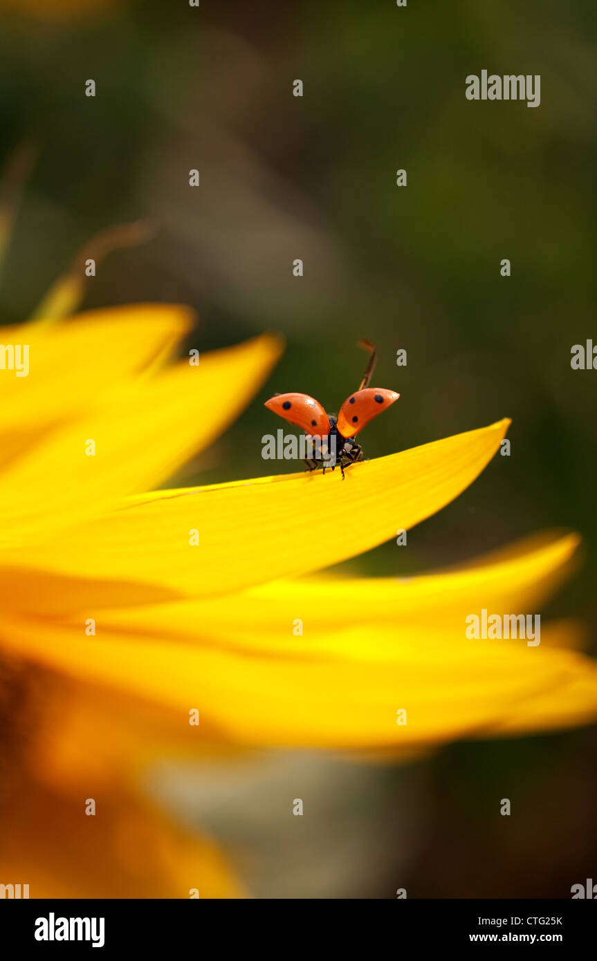 Coccinelle volante avec pétales de tournesol Banque D'Images