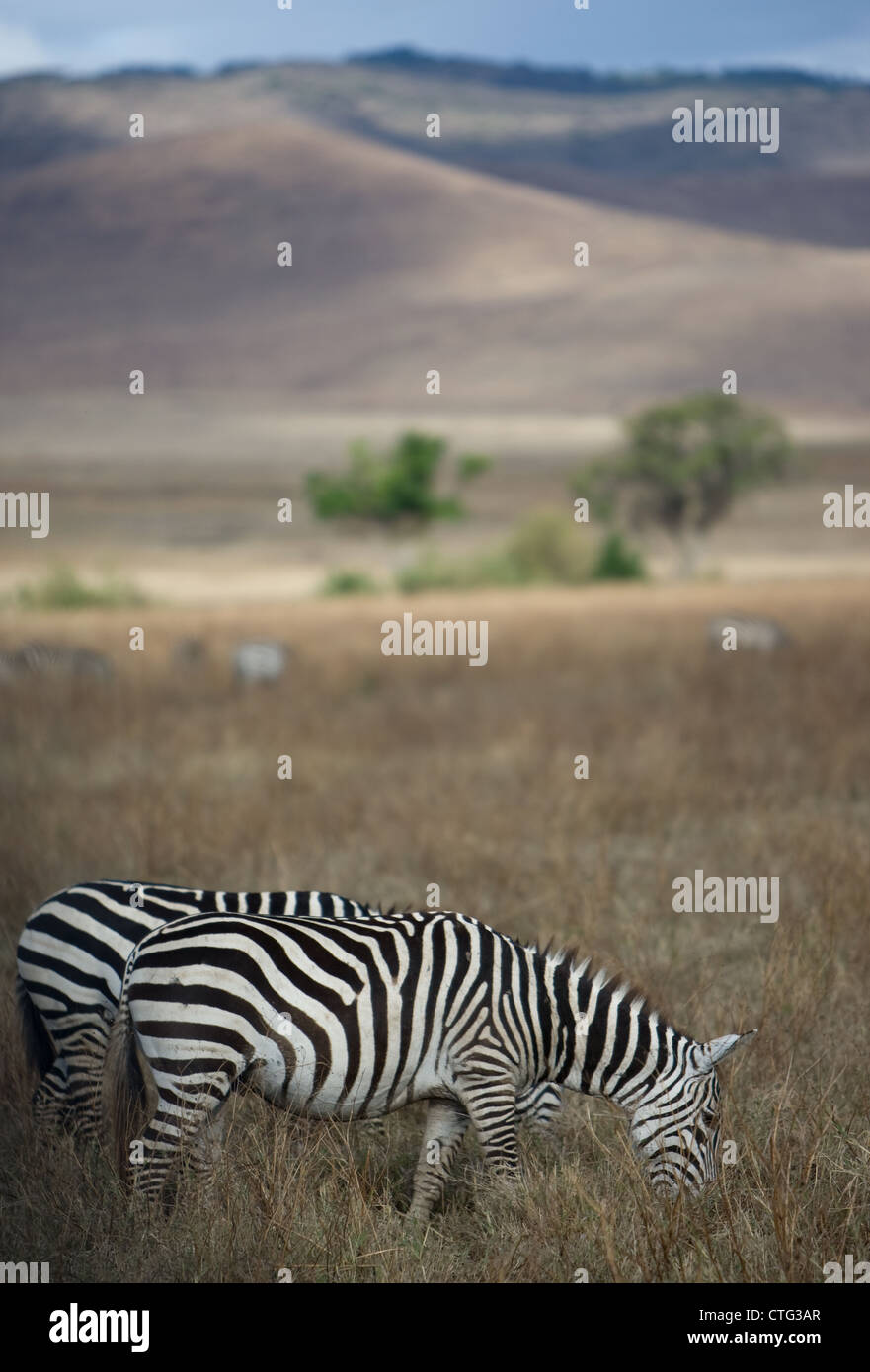 Deux zèbres manger dans la prairie en Tanzanie Banque D'Images