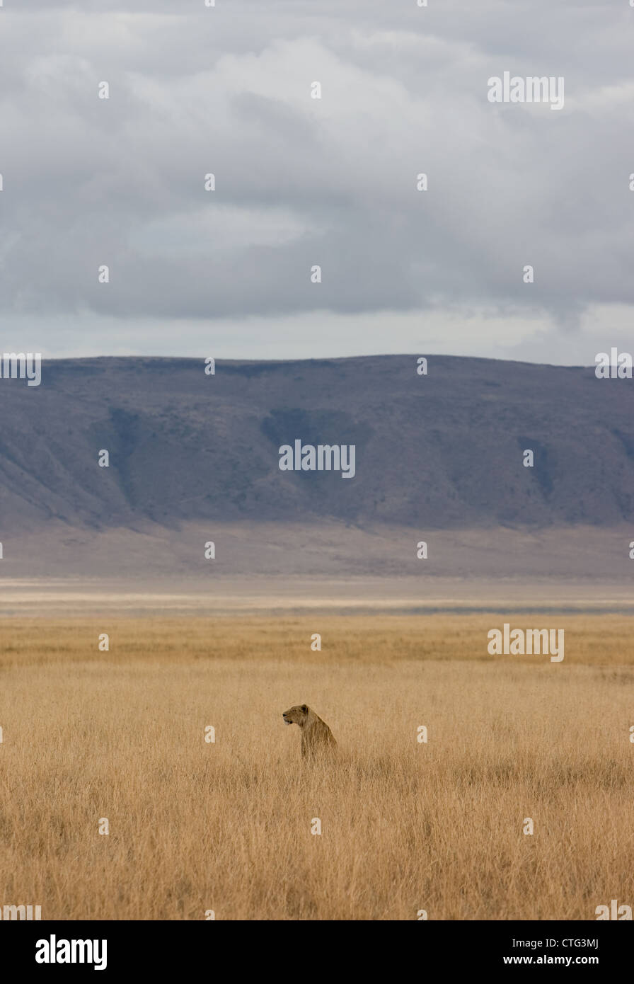 Lionne chasse en Tanzanie Banque D'Images