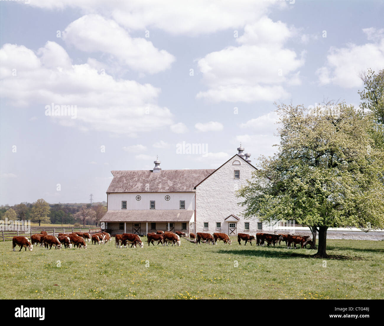 1980 SCÈNE DE FERME AVEC HEREFORD vaches qui paissent EN FACE DE WHITE BARN Banque D'Images