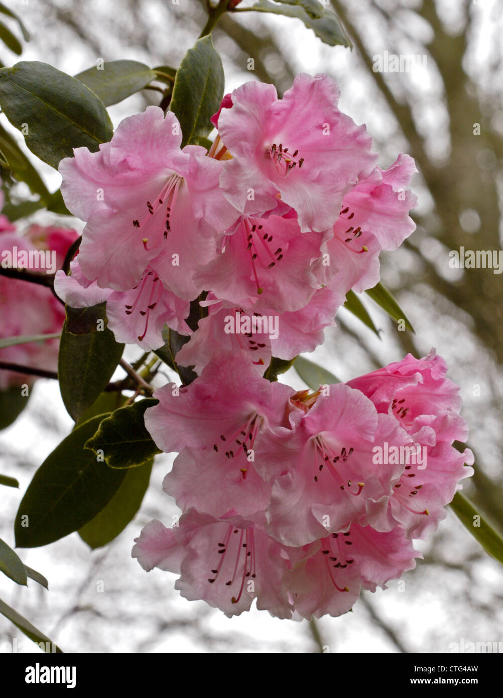 Brocade Rhododendron Banque D'Images