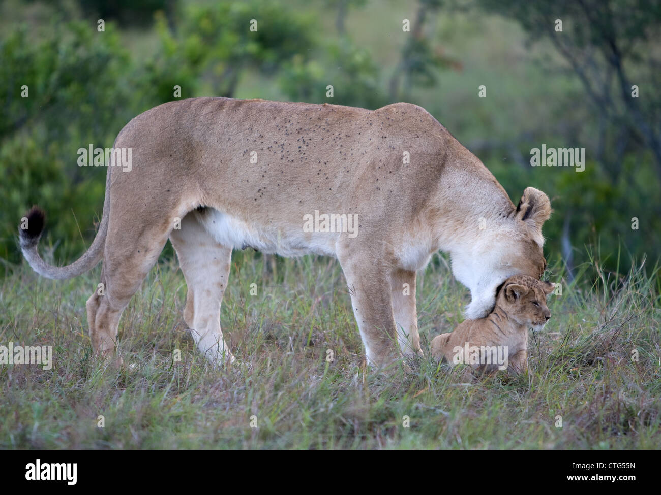 La mère Lionne Lion cub dans la bouche. Banque D'Images