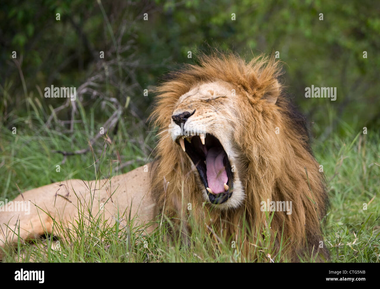 Lion mâle en Tanzanie Banque D'Images