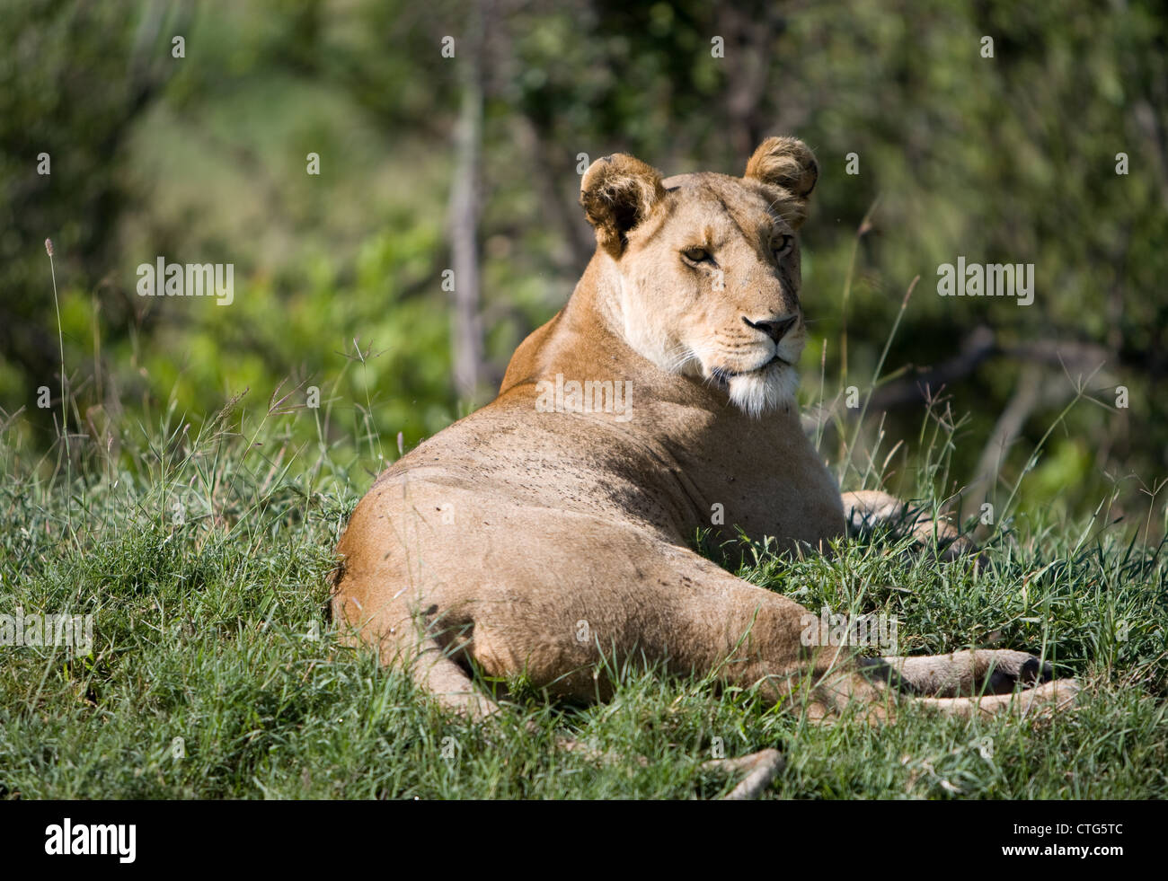 Lionne en Tanzanie Banque D'Images