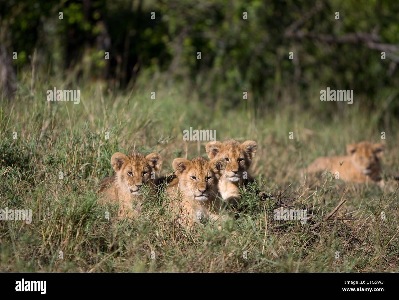 Des lionceaux en Tanzanie Banque D'Images