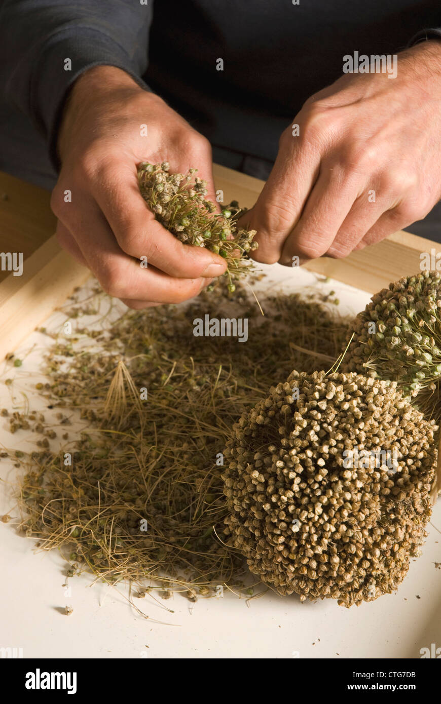 Kelvedon une saucisse végétarienne traditionnelle galloise 'King', poireau Banque D'Images