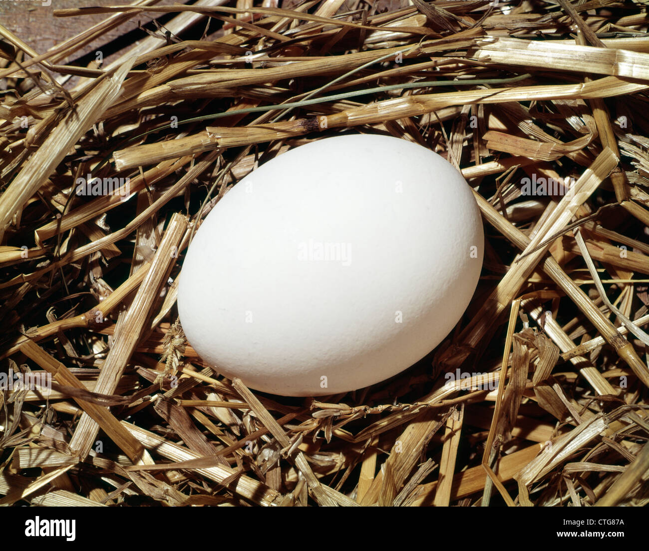 LARGE WHITE EGG DANS NID DE PAILLE Banque D'Images
